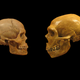 Illustration for article titled How Did Brains Evolve?